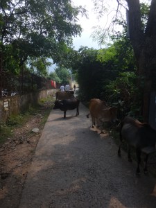 Indian cows