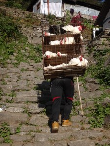 Chickens heading up the mountain... there's only one end for them