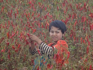 Cute child harvesting red chillies