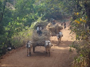 Bullock carts trundling through Shan state
